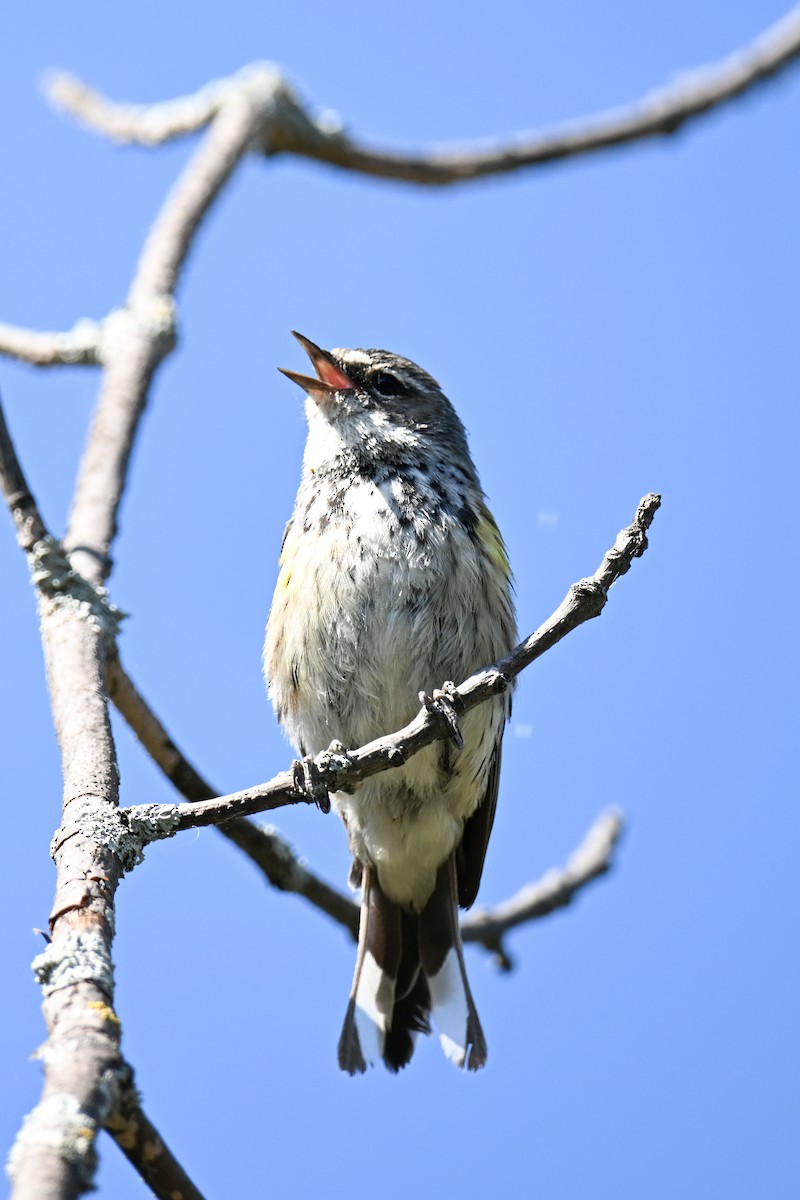 Yellow-rumped Warbler - ML642390602