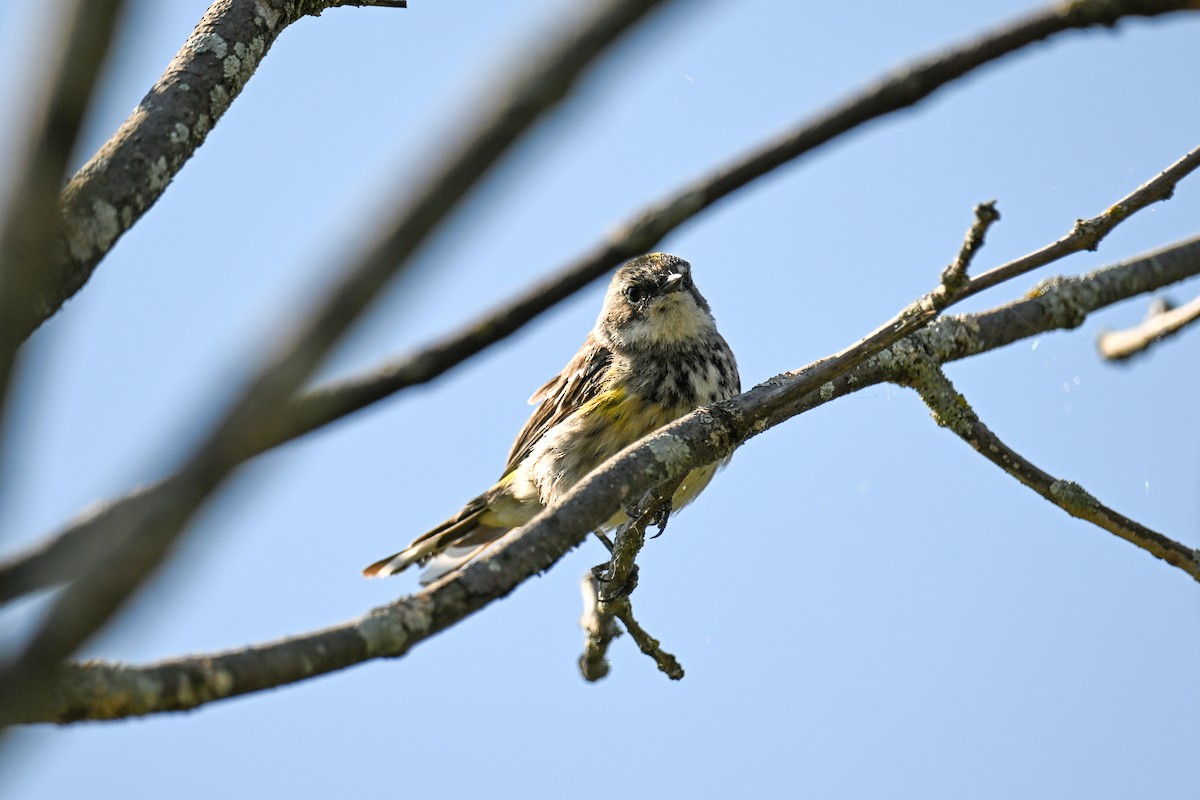 Yellow-rumped Warbler - ML642390603