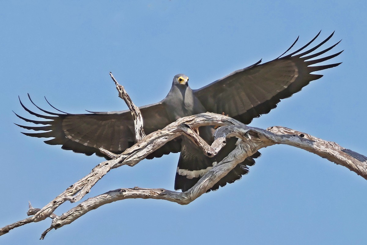 Aguilucho Caricalvo Común - ML642390616