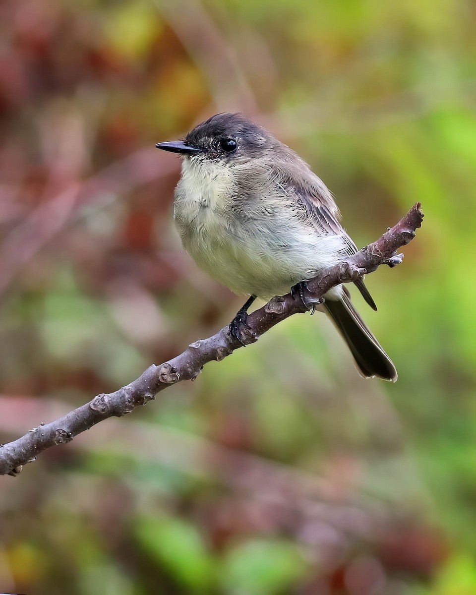 Eastern Phoebe - ML642390643