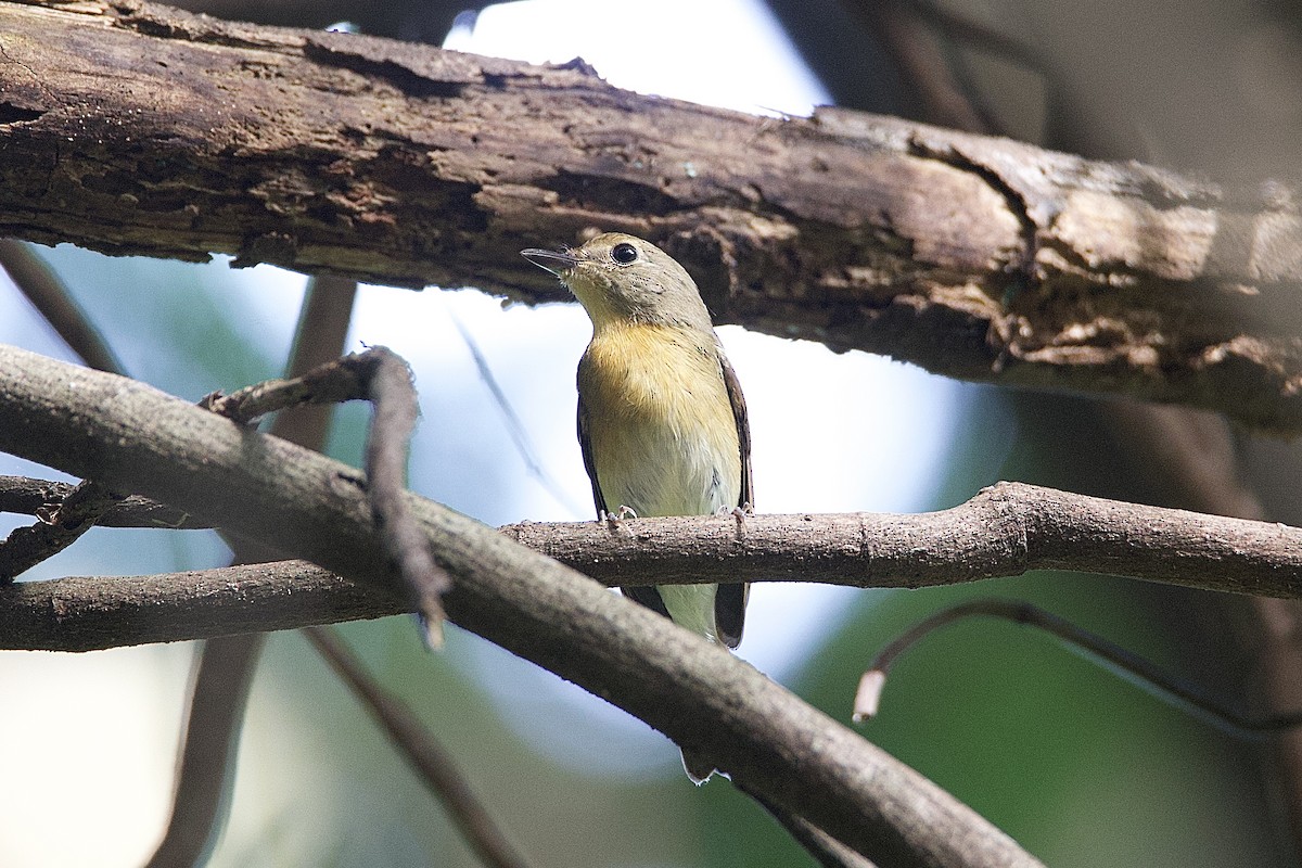 Hainan Blue Flycatcher - ML642390647