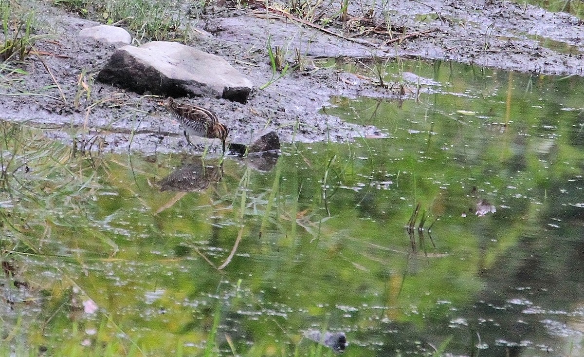 Wilson's Snipe - ML642390661