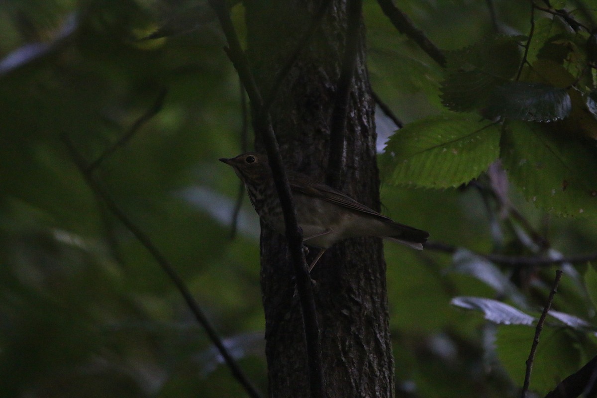 Swainson's Thrush - ML642390671