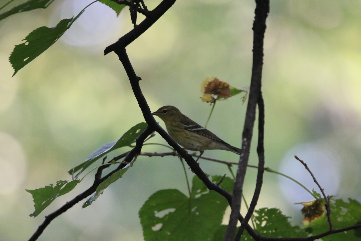 Blackpoll Warbler - ML642390700