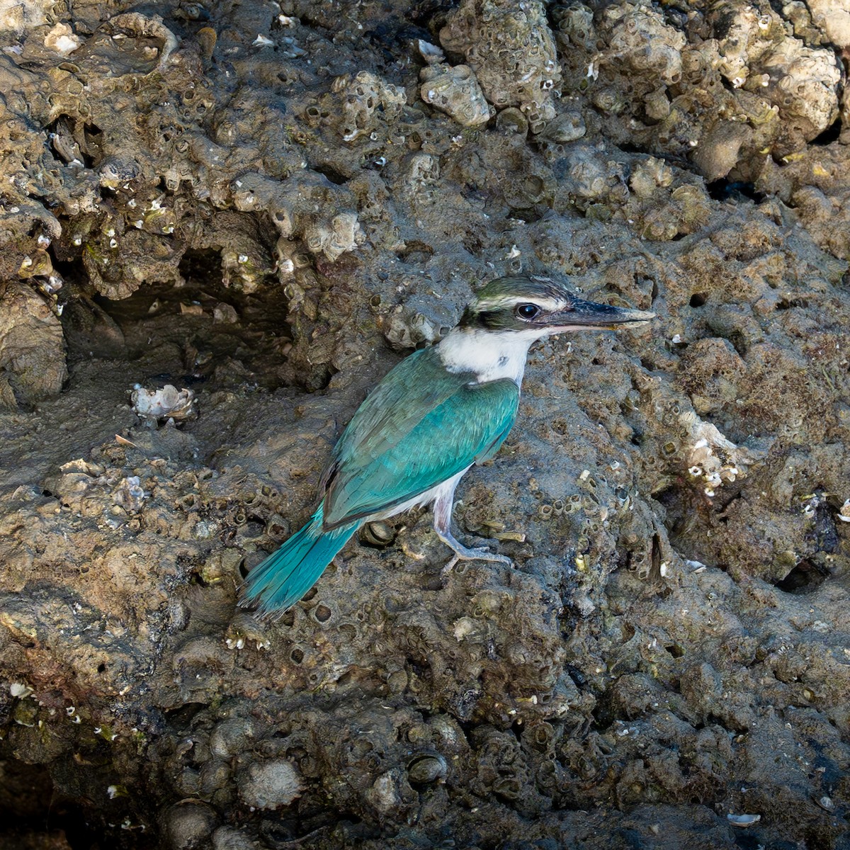 ledňáček obojkový (ssp. kalbaensis) - ML642390702