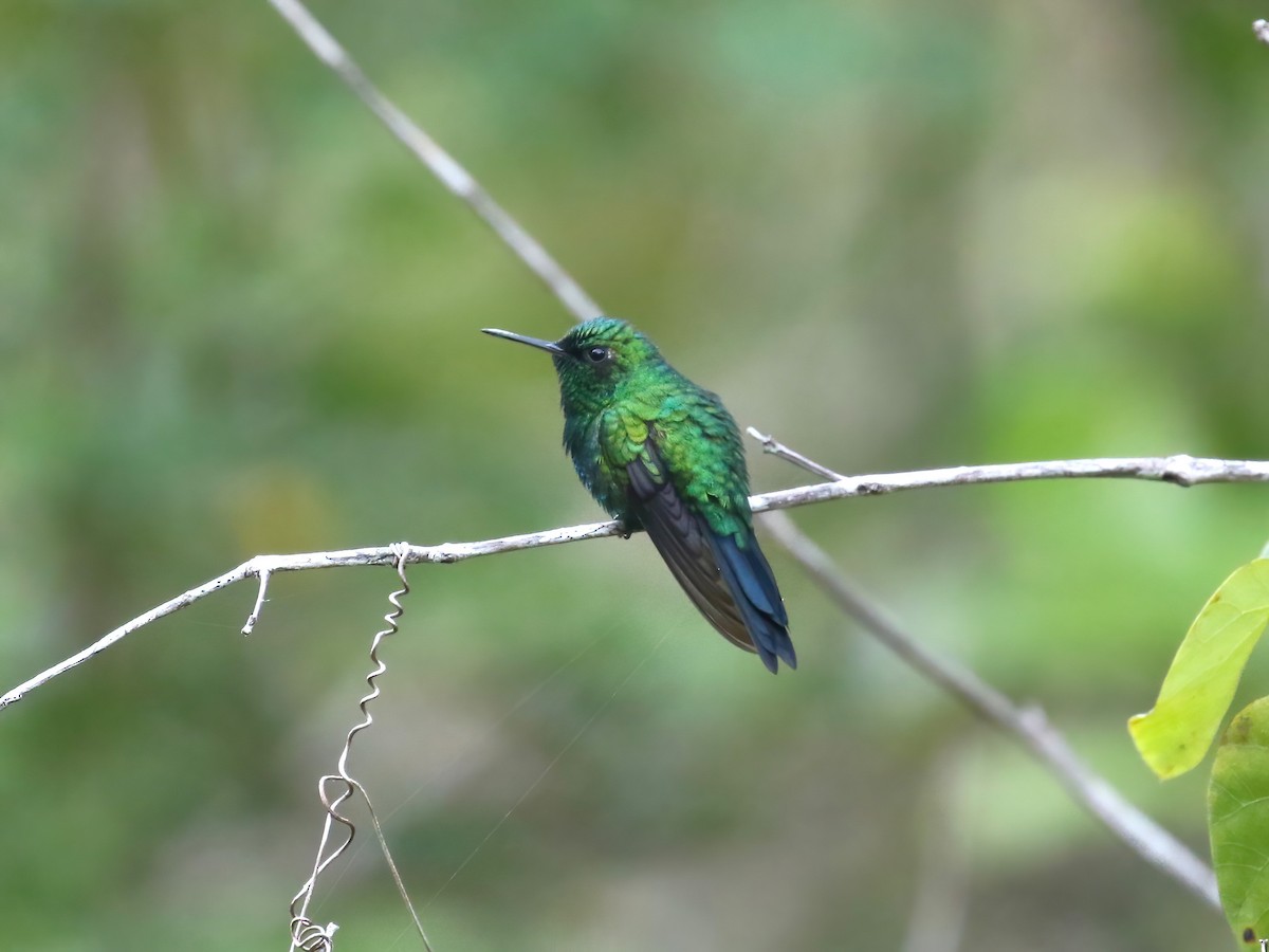 Puerto-Rico-Smaragdkolibri - ML642390720