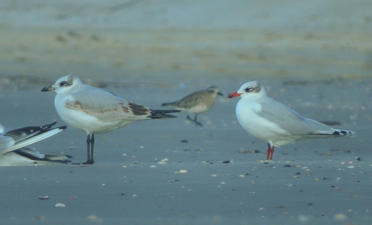 Mouette mélanocéphale - ML642390739