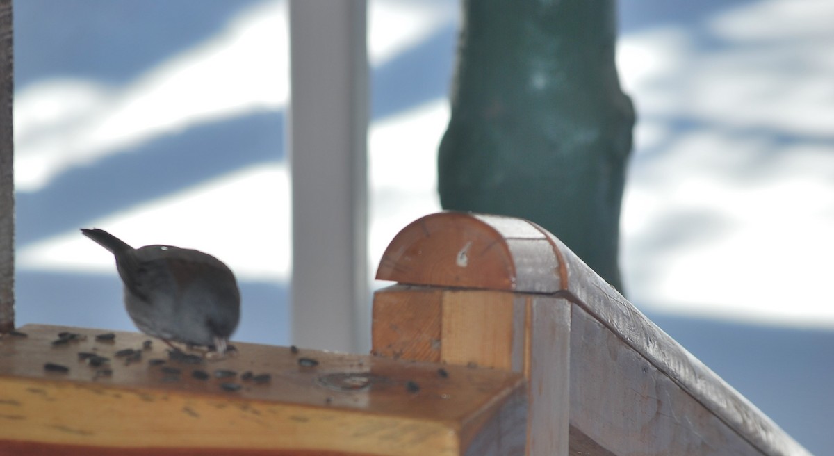 Dark-eyed Junco - ML642390740