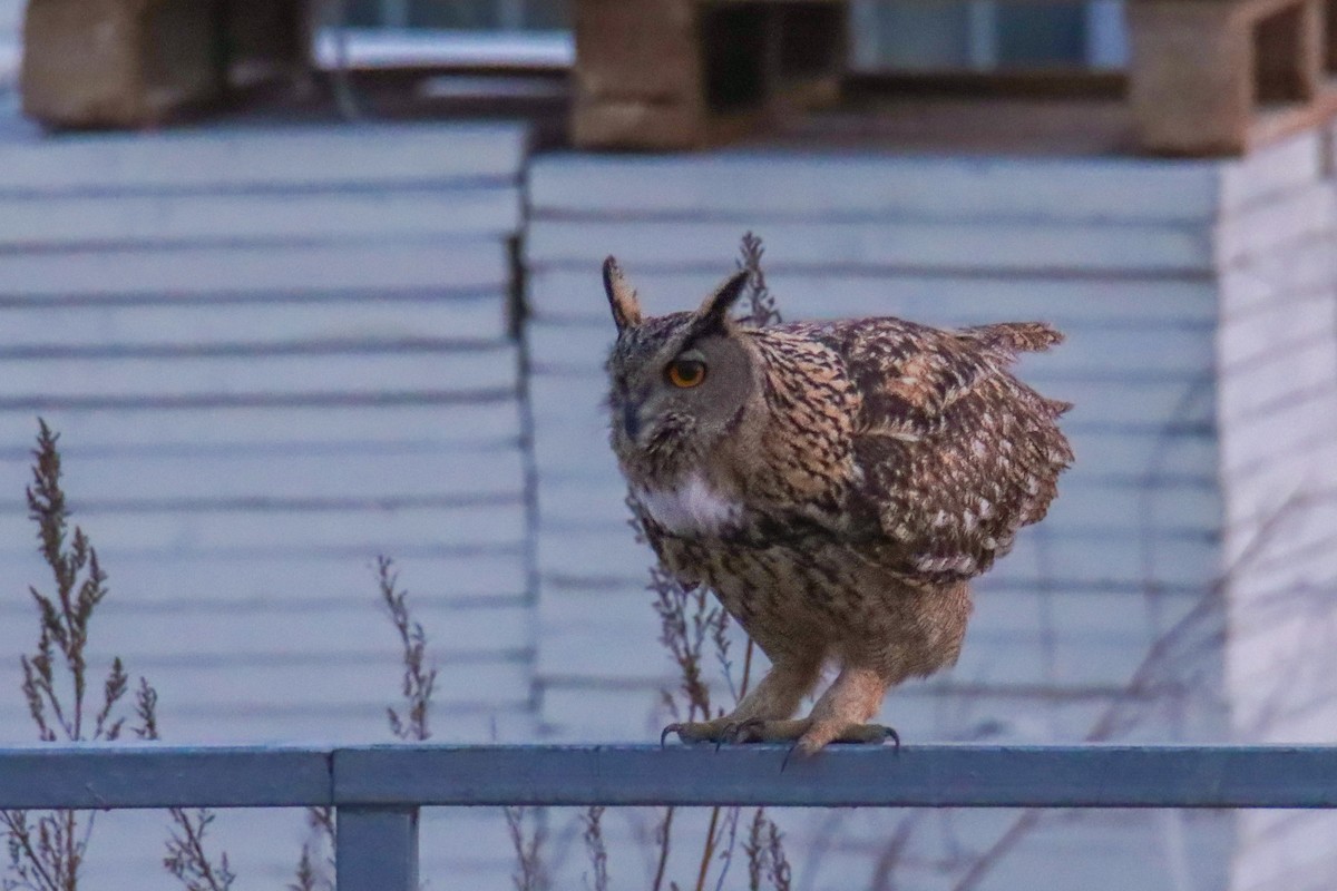 Eurasian Eagle-Owl - ML642390747