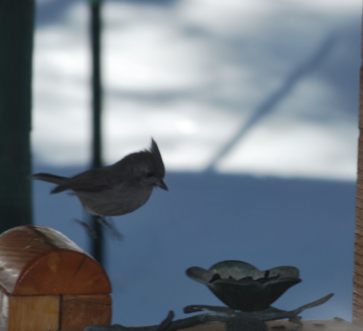 Juniper Titmouse - ML642390753