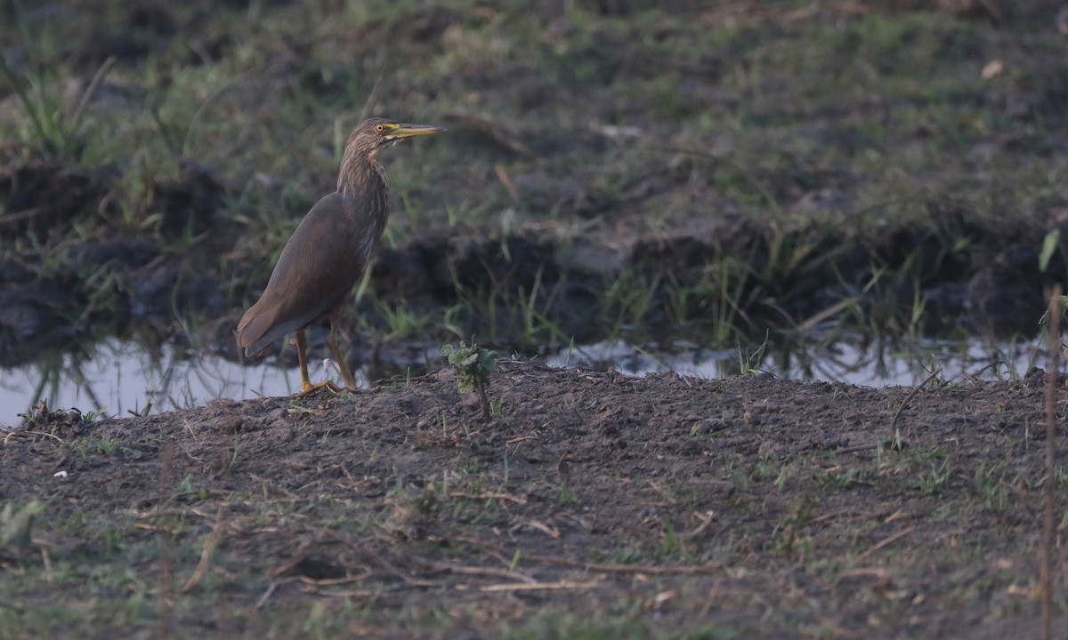 Rufous-bellied Heron - ML642390760