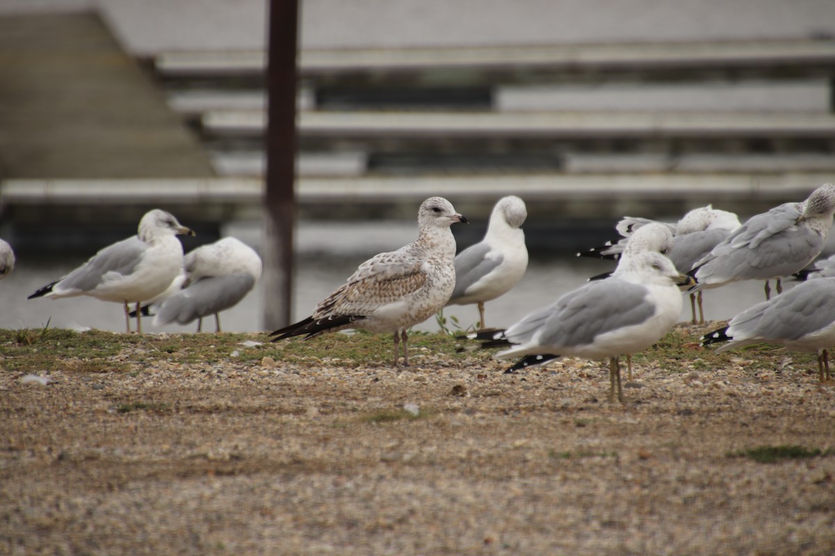 Ring-billed Gull - ML642390762