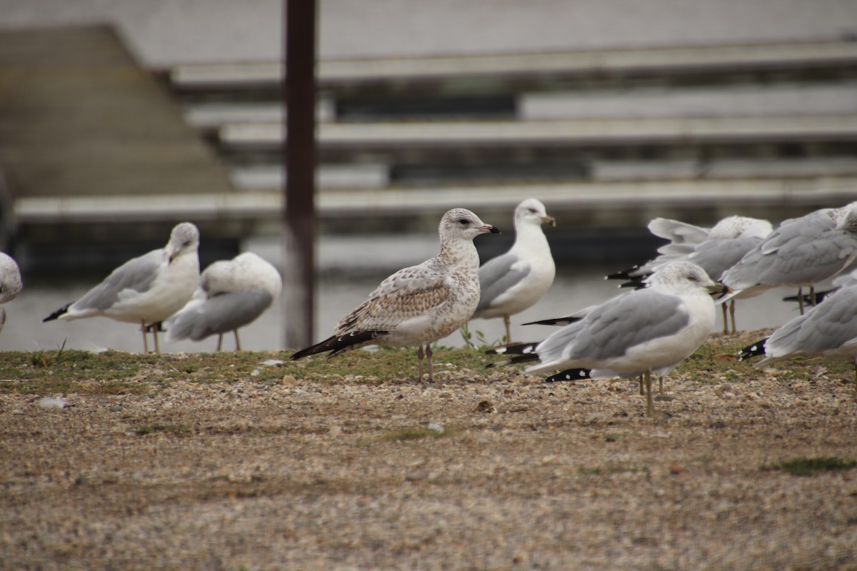 Ring-billed Gull - ML642390763