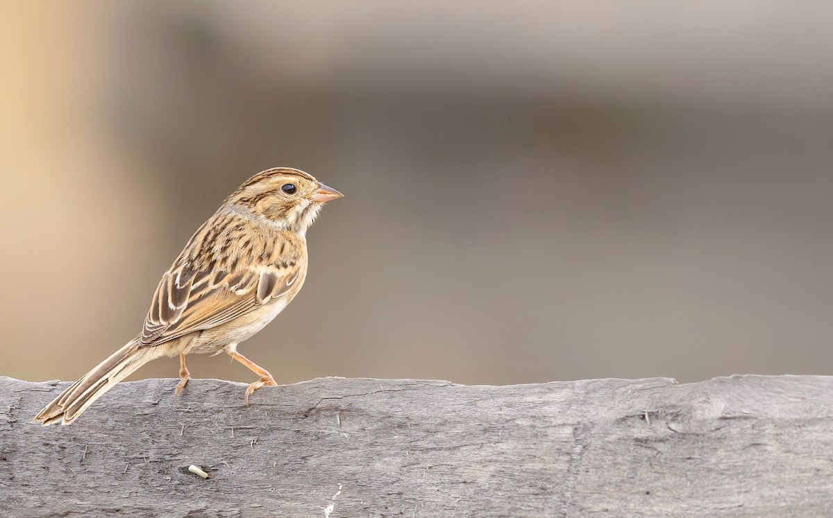 Clay-colored Sparrow - ML642390799