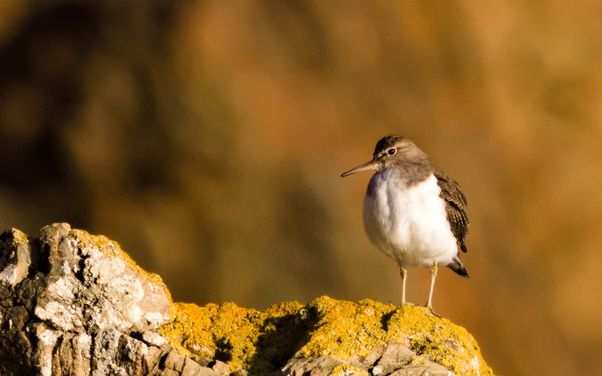 Common Sandpiper - ML642390839