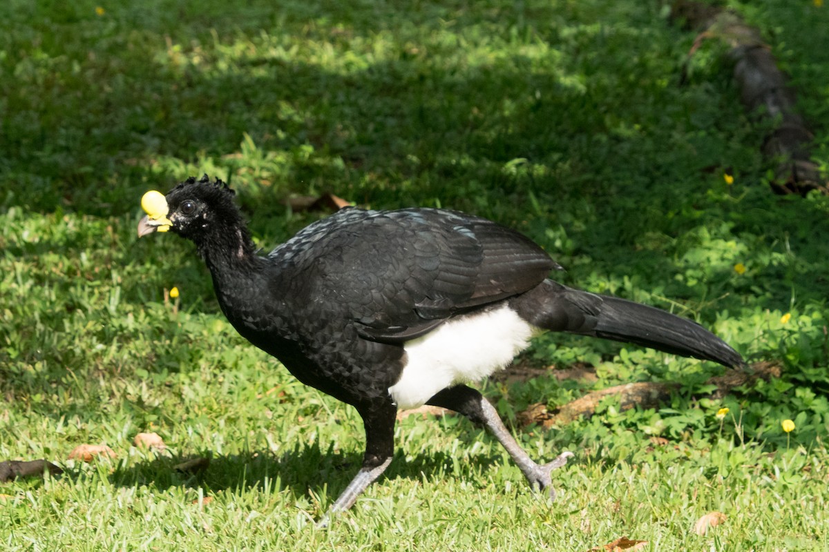 storhokko - ML642390868