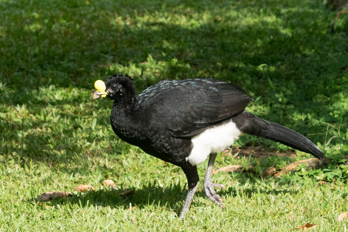 storhokko - ML642390869