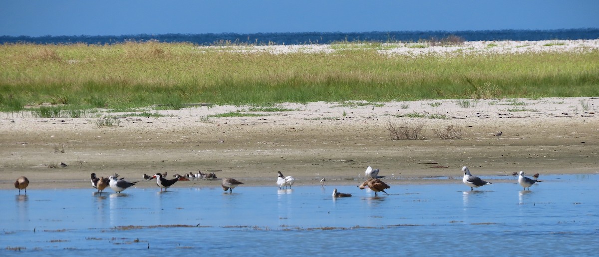 Водоріз американський - ML642390888