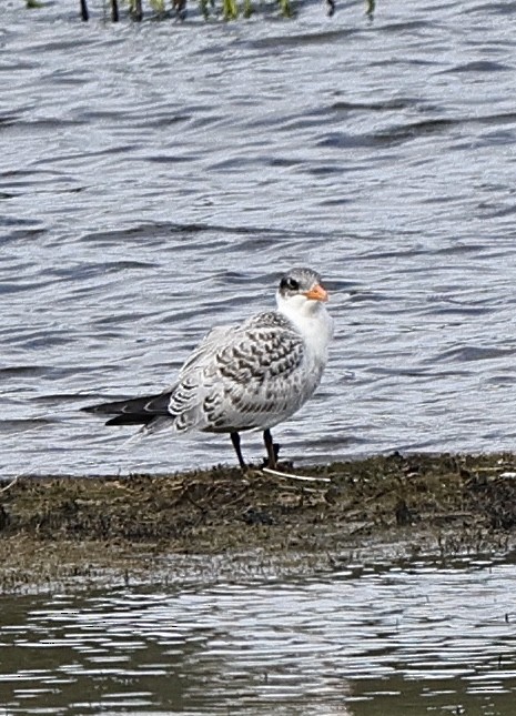 Морин хараалай - ML642390893