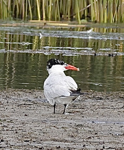 Морин хараалай - ML642390894
