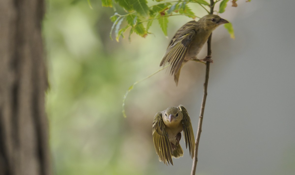 Rüppell's Weaver - ML642390903