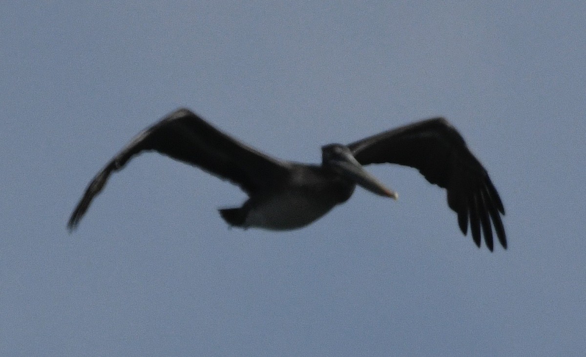 Brown Pelican - ML642390920