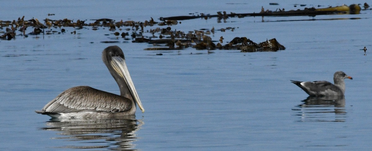 Brown Pelican - ML642390921