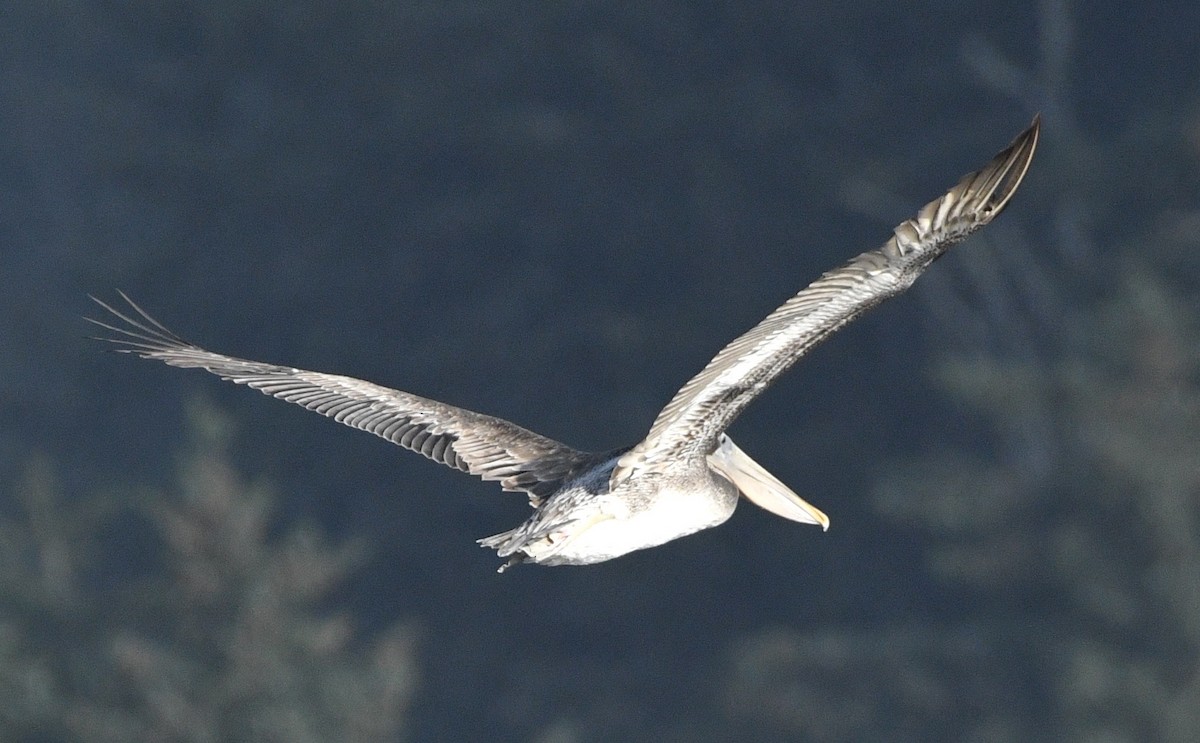 Brown Pelican - ML642390922