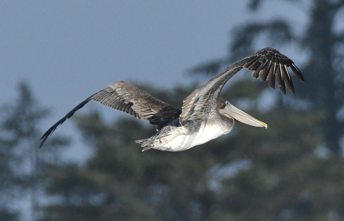 Brown Pelican - ML642390924
