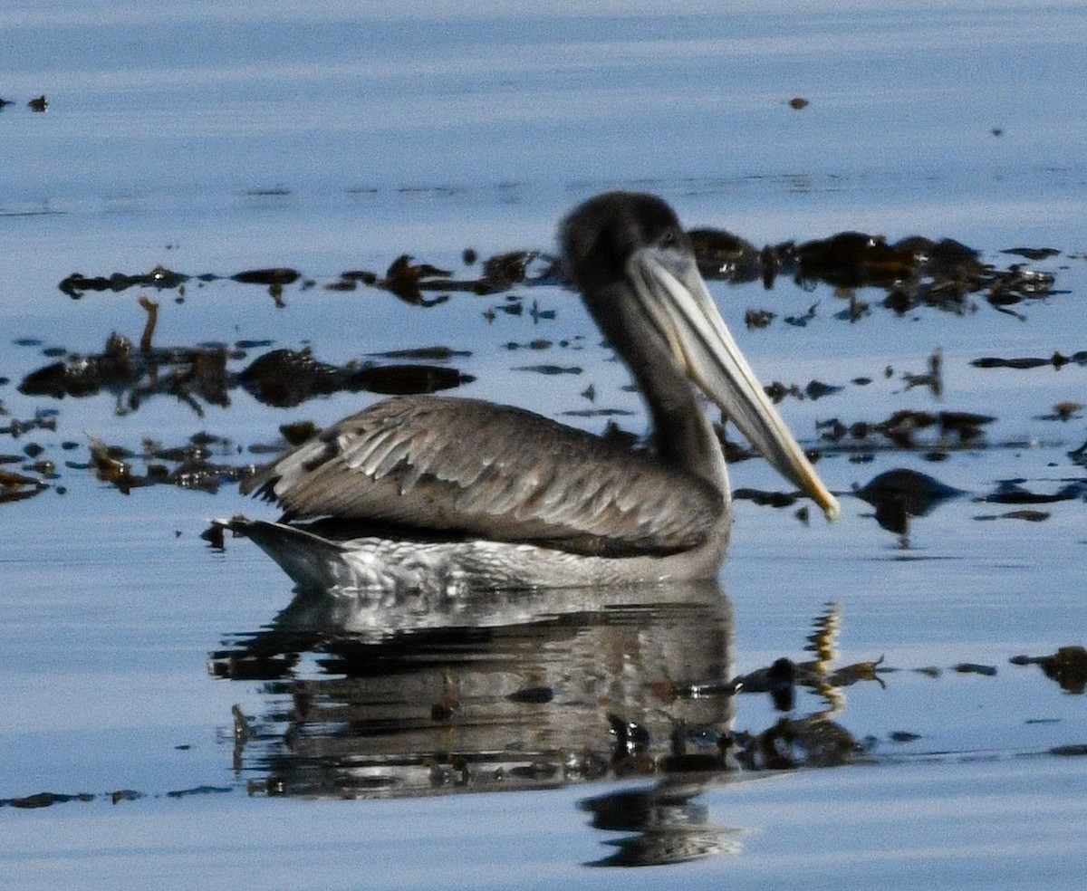 Brown Pelican - ML642390925