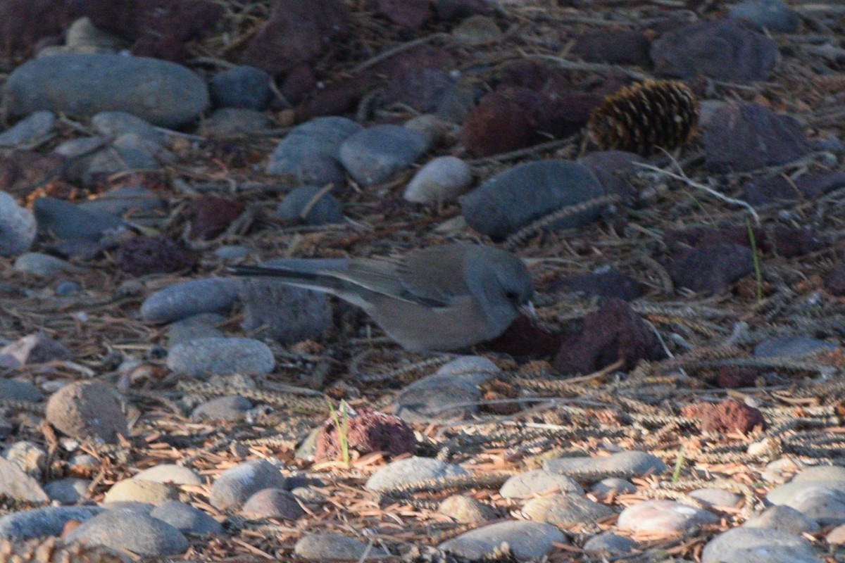 Dark-eyed Junco (Pink-sided) - ML642390930
