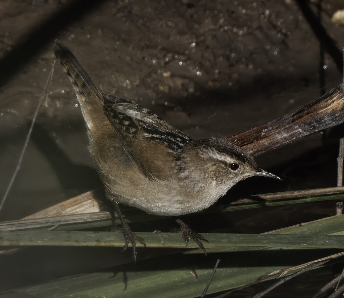 Marsh Wren - ML642390933