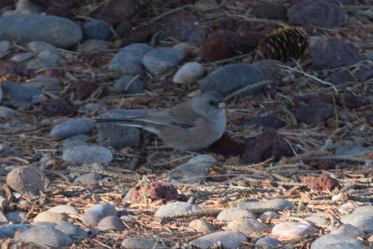 Dark-eyed Junco (Pink-sided) - ML642390942