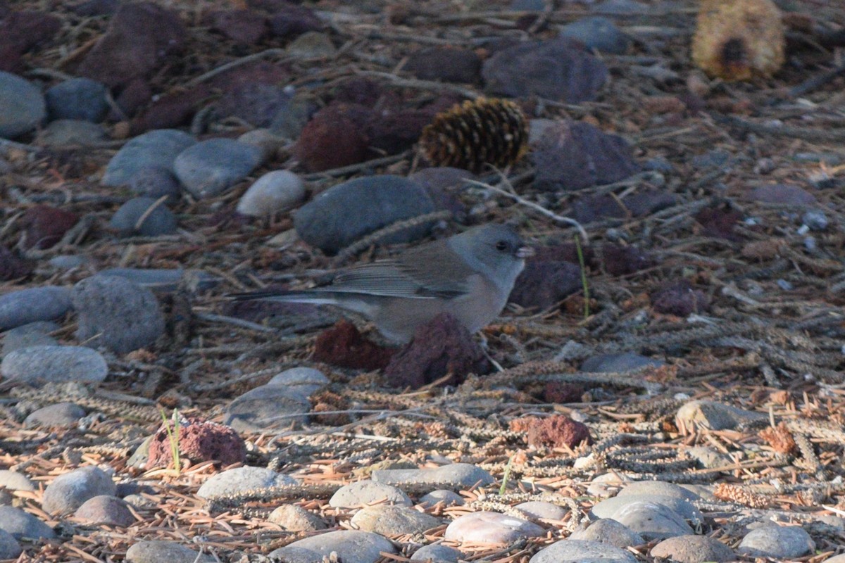 Dark-eyed Junco (Pink-sided) - ML642390957