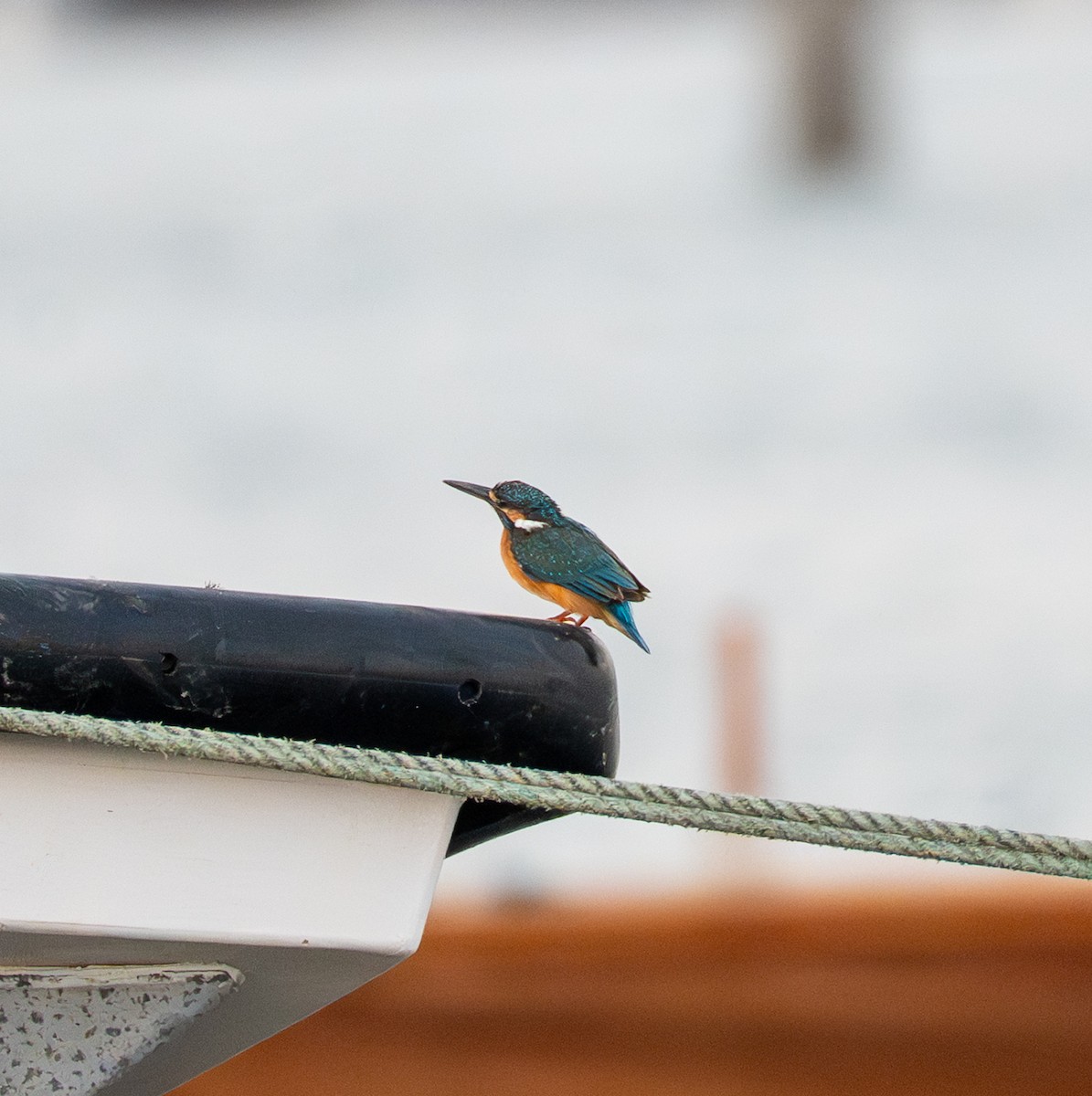 Common Kingfisher - ML642390971