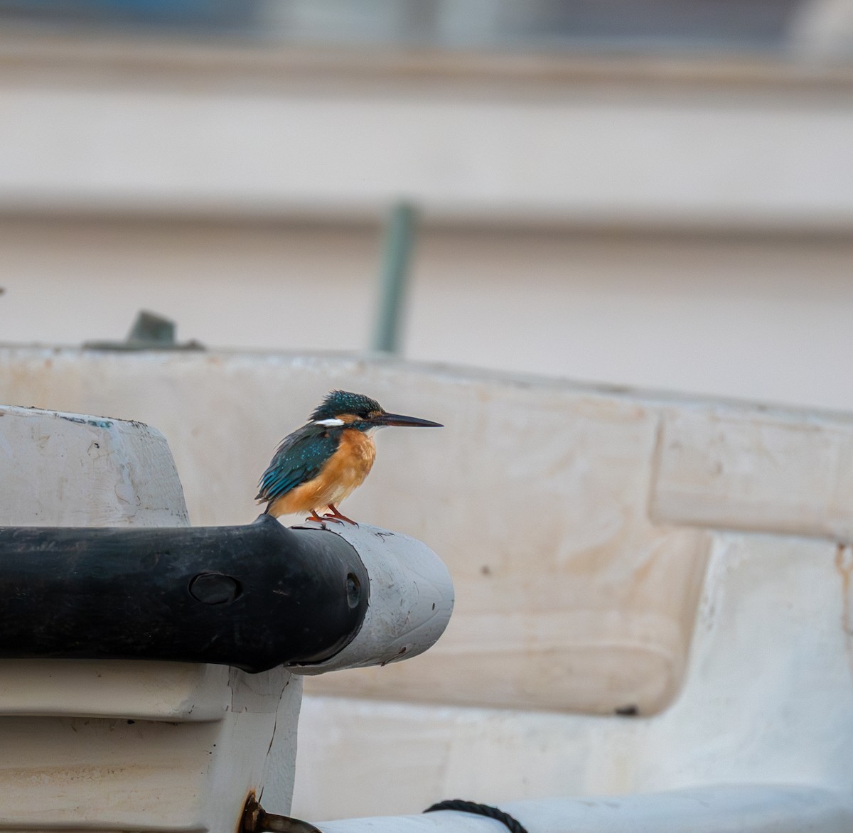 Common Kingfisher - ML642390972