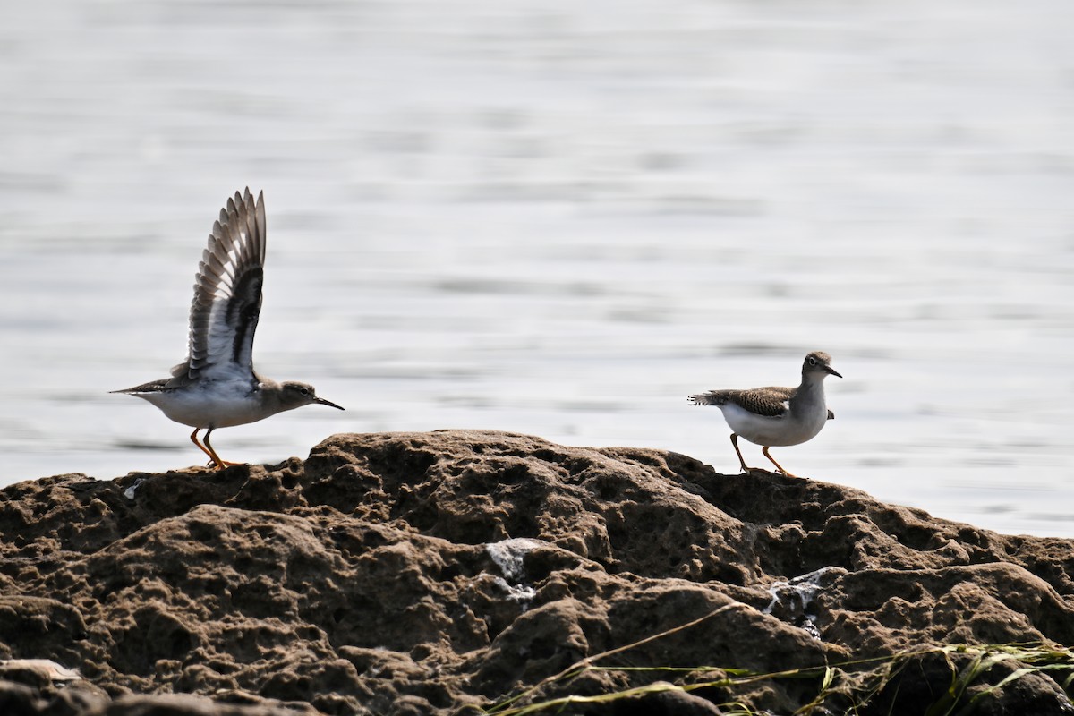 Spotted Sandpiper - ML642391000