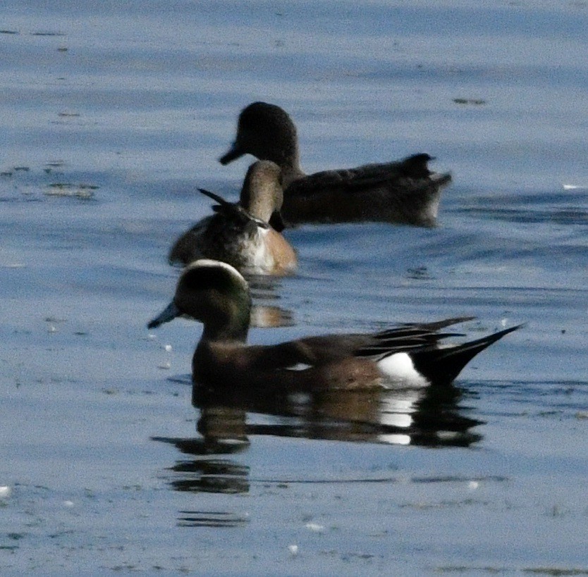 American Wigeon - ML642391001