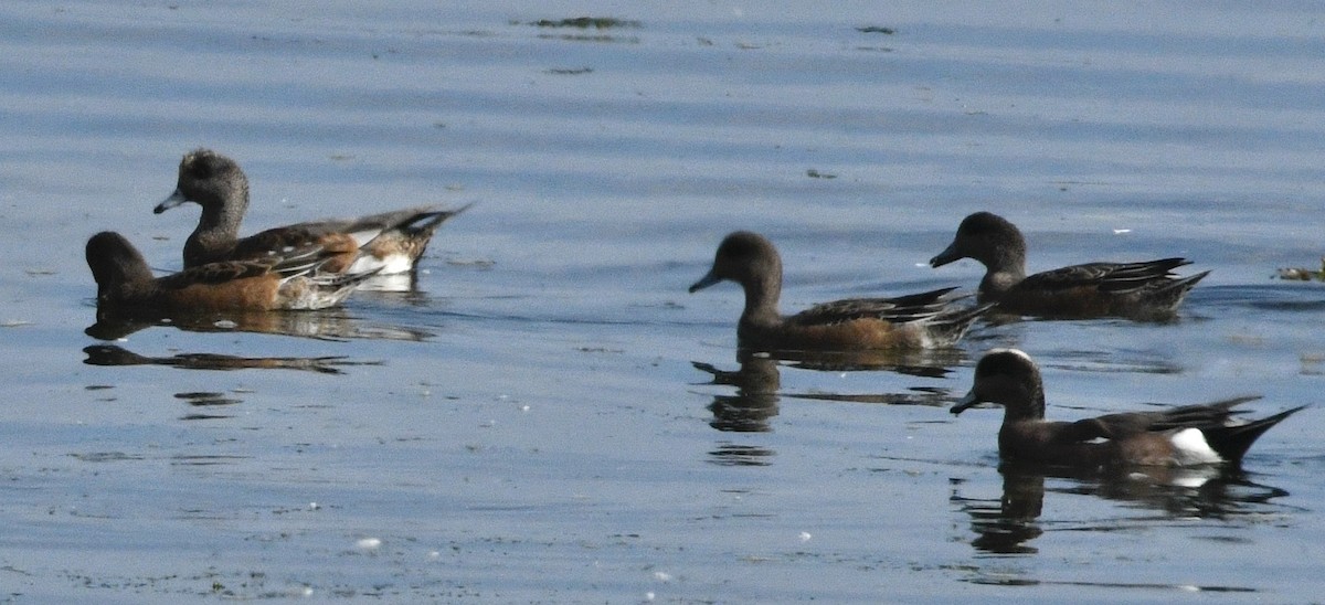 American Wigeon - ML642391002