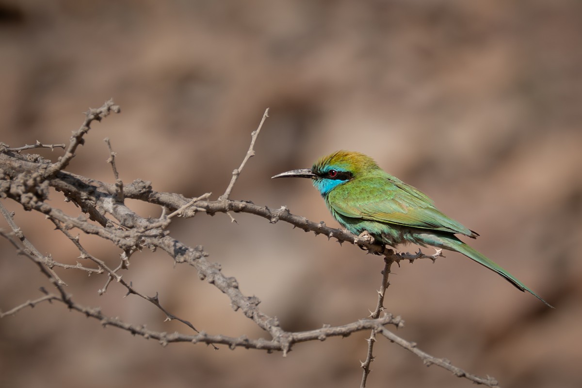 Arabian Green Bee-eater - ML642391015