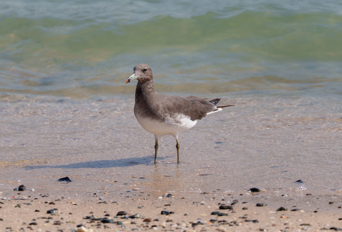 Sooty Gull - ML642391033