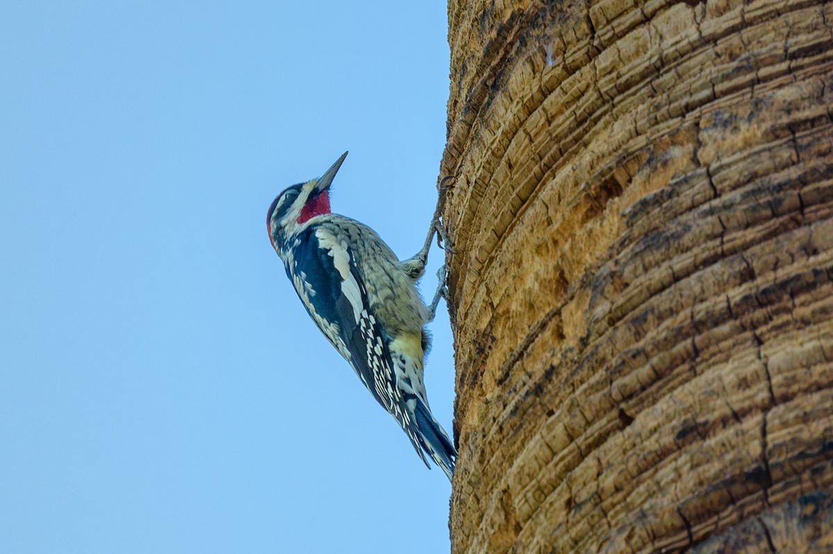Red-naped Sapsucker - ML642391039