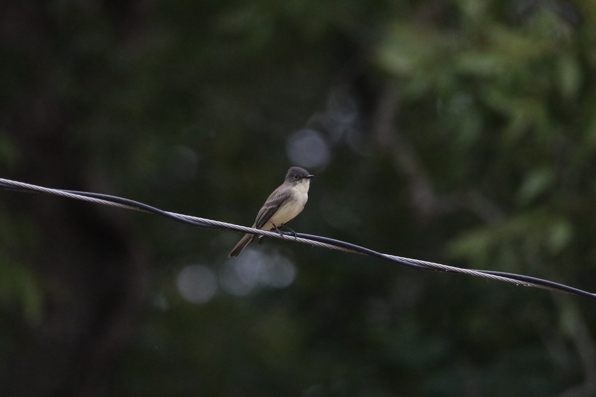 Eastern Phoebe - ML642391056