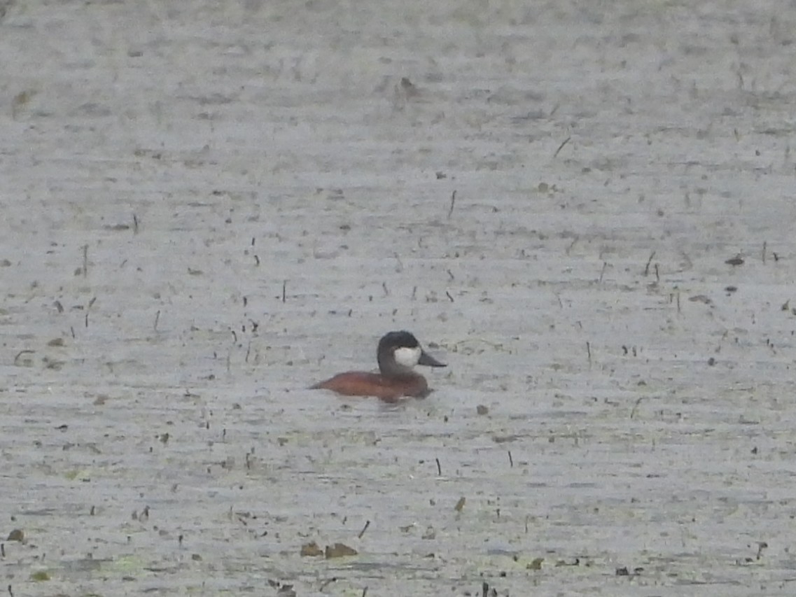 Ruddy Duck - ML642391062