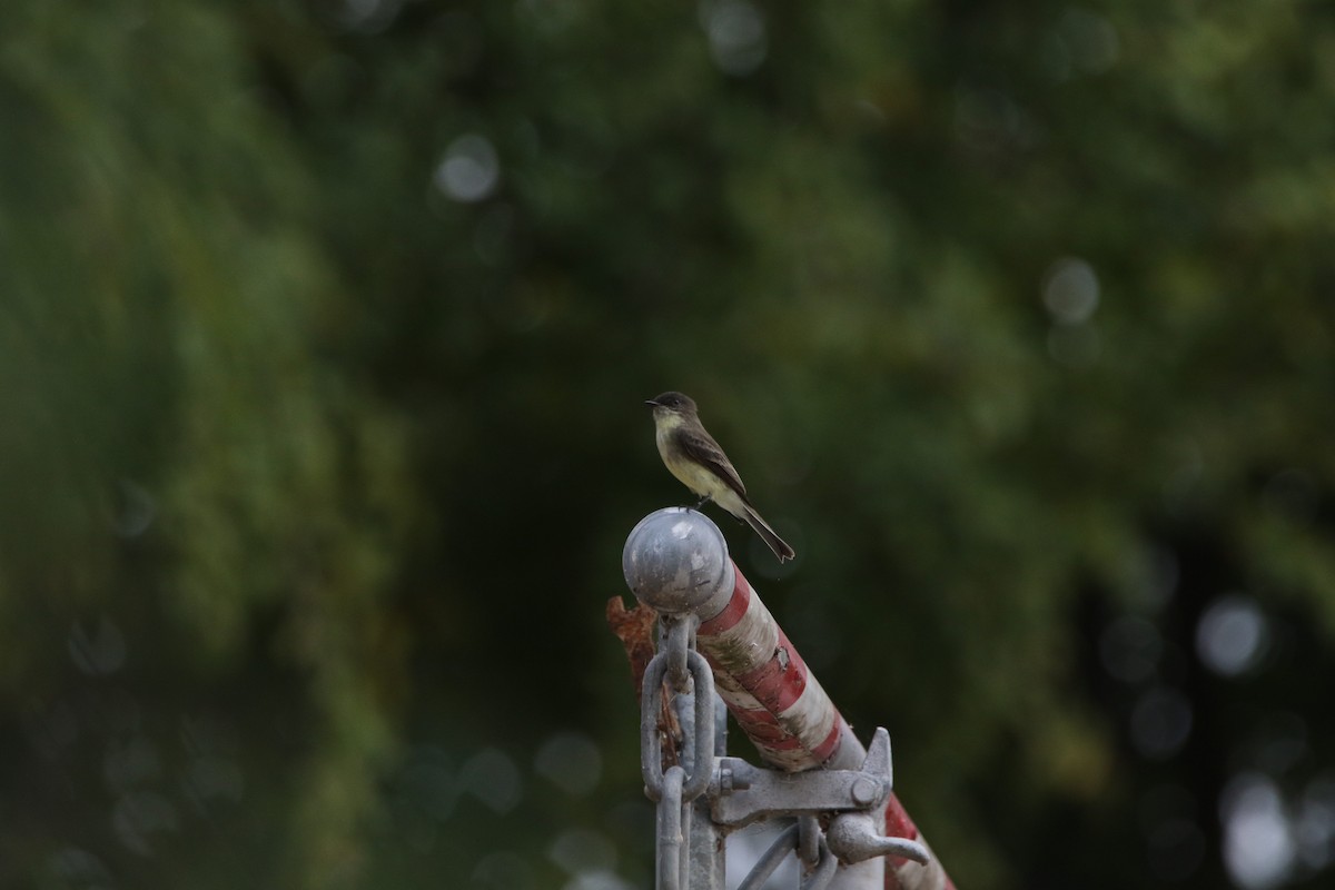 Eastern Phoebe - ML642391066
