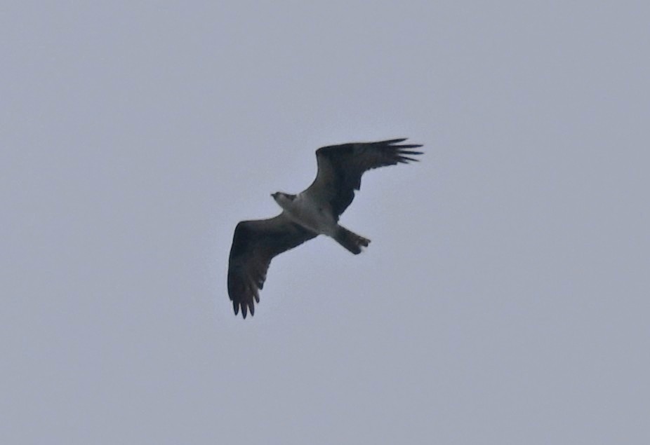 ミサゴ - ML642391067