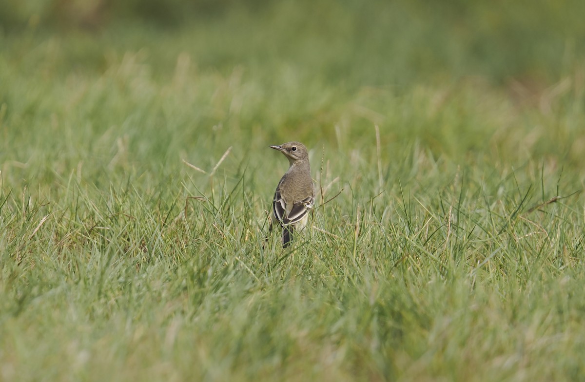 Western Yellow Wagtail - ML642391069