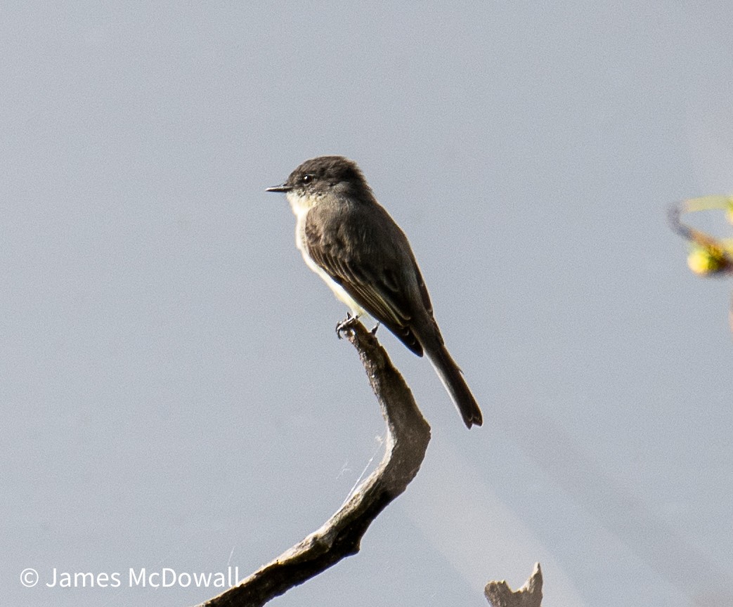 Eastern Phoebe - ML642391077