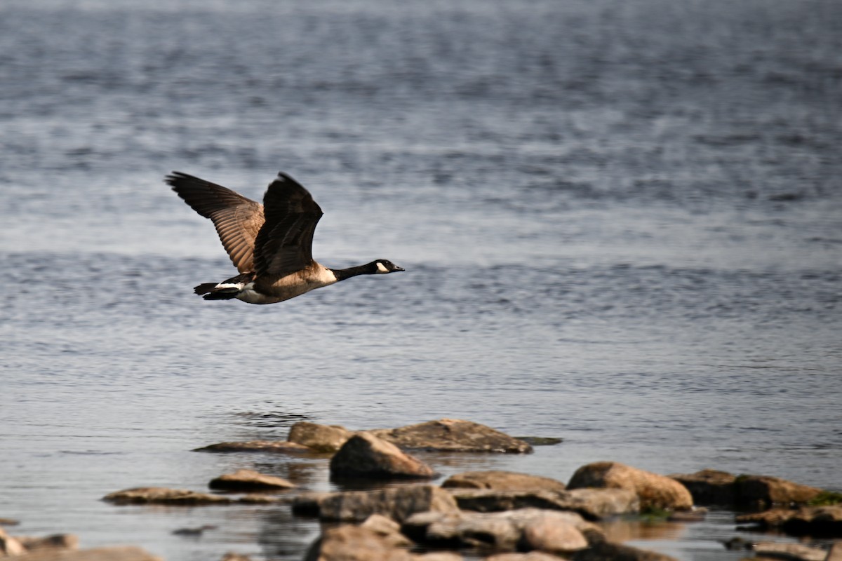 Канад галуу - ML642391087