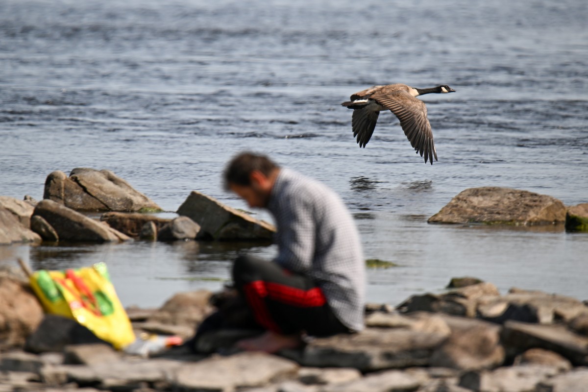 Канад галуу - ML642391088